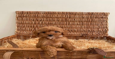 Cockapoo dogs Gorgeous Cocker Pooh puppies  - Advert 10