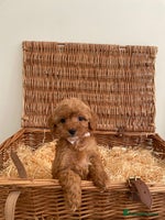 Cockapoo dogs Gorgeous Cocker Pooh puppies - Advert 6