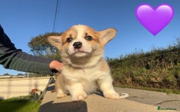 Welsh Corgi Pembroke dogs for sale: Champion Bloodline KC reg puppies - Image 4