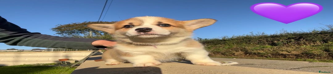 Welsh Corgi Pembroke Puppy 4