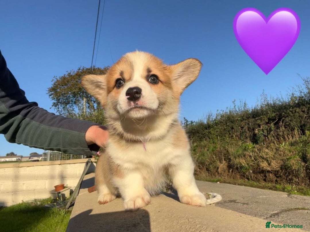 Welsh Corgi Pembroke dogs for sale: Champion Bloodline KC reg puppies - Image 4