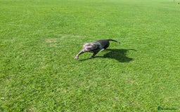 Staffordshire Bull Terrier dogs for sale: Blue female staff for sale  - Image 7