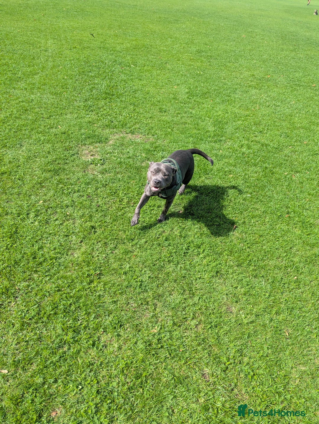 Staffordshire Bull Terrier dogs for sale: Blue female staff for sale  - Image 7