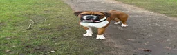 Boxer dogs for stud: Boxer dog for stud  - Advert 2
