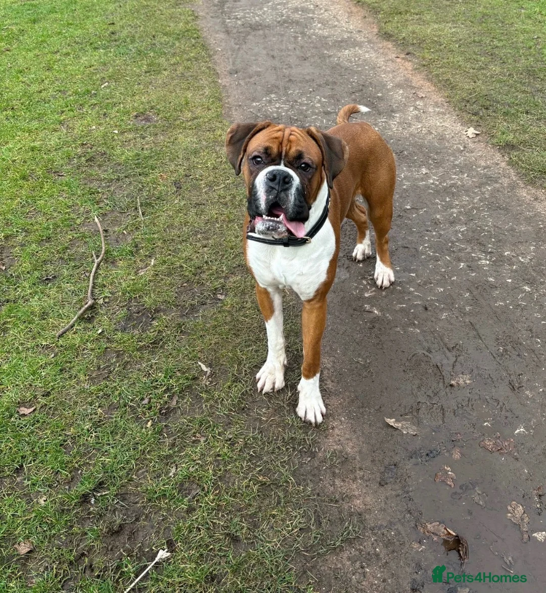 Boxer dogs for stud: Boxer dog for stud  - Advert 2