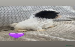 Lhasa Apso dogs for sale: Beautiful Lhasa Apso  - Image 18