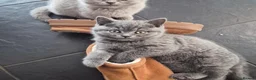 British Shorthair cats for sale: Lovely GCCF British Shorthair Kittens  - Advert 17