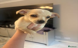 Mixed Breed dogs for sale: Jack Russell Chihuahua Puppy’s🐾🐾  - Image 3