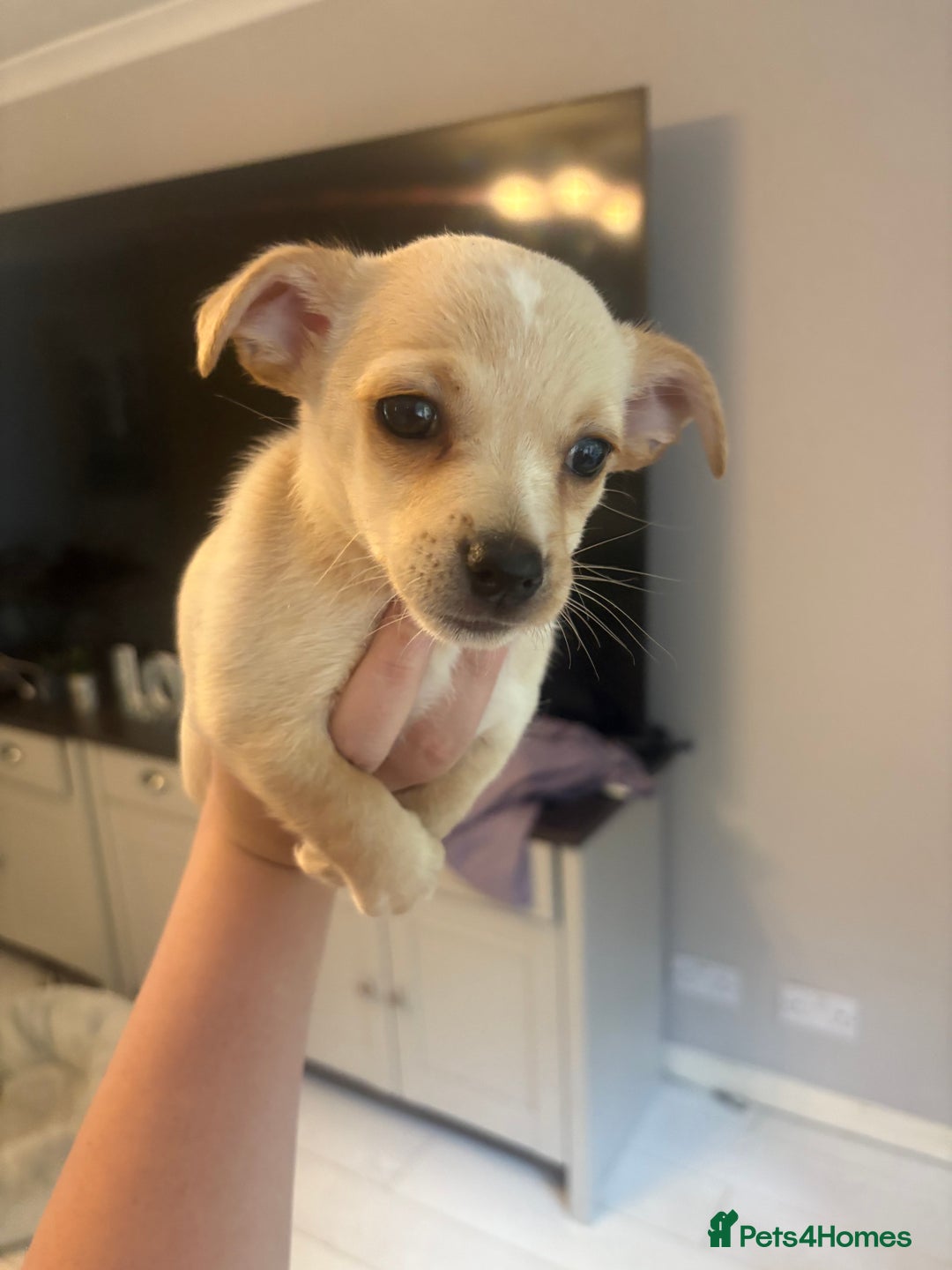 Mixed Breed dogs for sale: Jack Russell Chihuahua Puppy’s🐾🐾  - Image 3