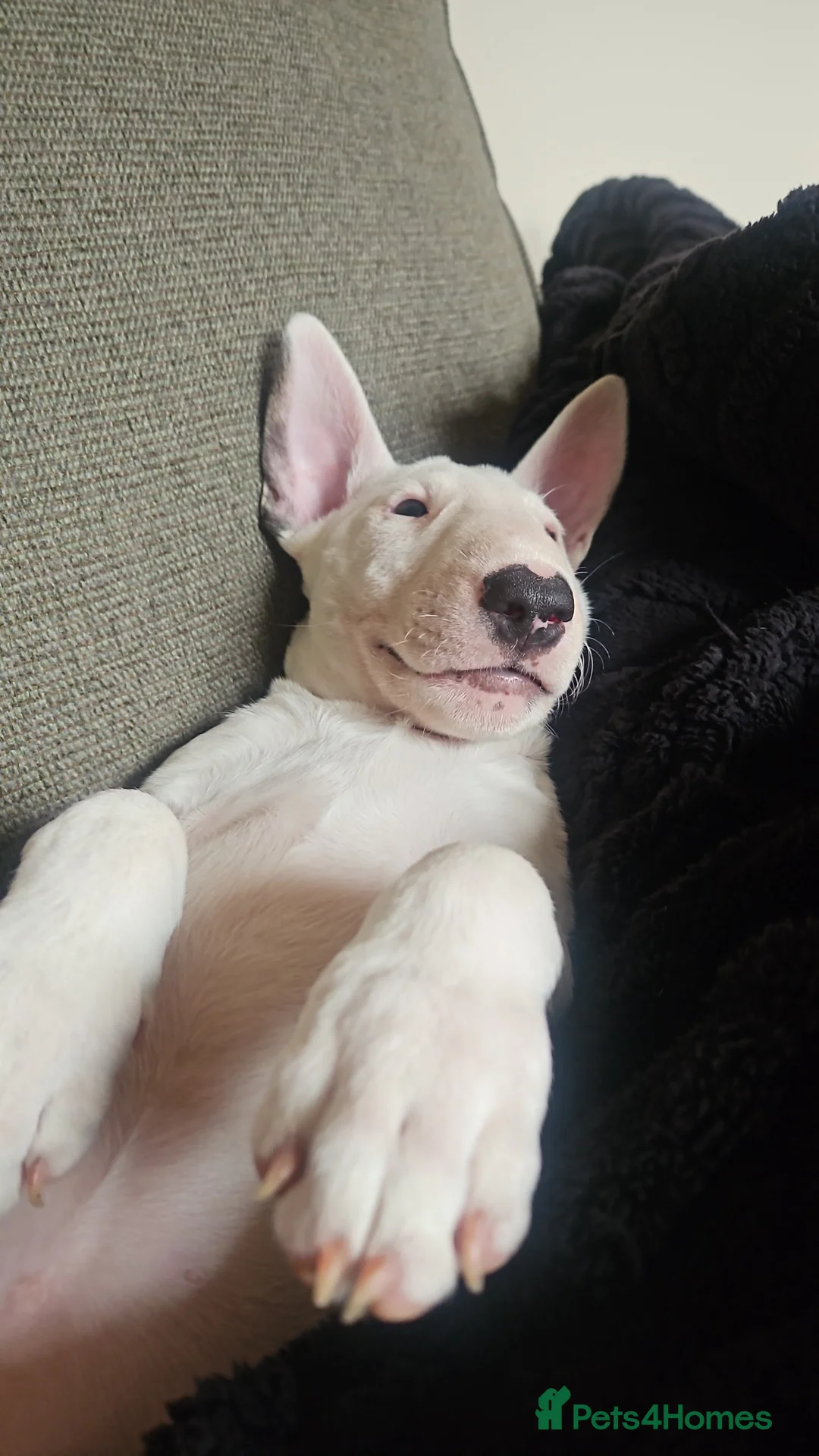 English Bull Terrier dogs for sale: Beautiful Tia - Advert 2
