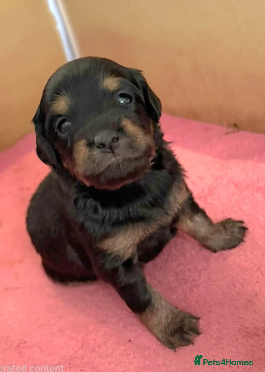 Mixed Breed dogs for sale: Extremely cute cockapomapoo puppys - Advert 2