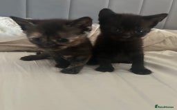 Mixed Breed cats for sale: 1 Ginger male and 1 black female remaining  - Image 6