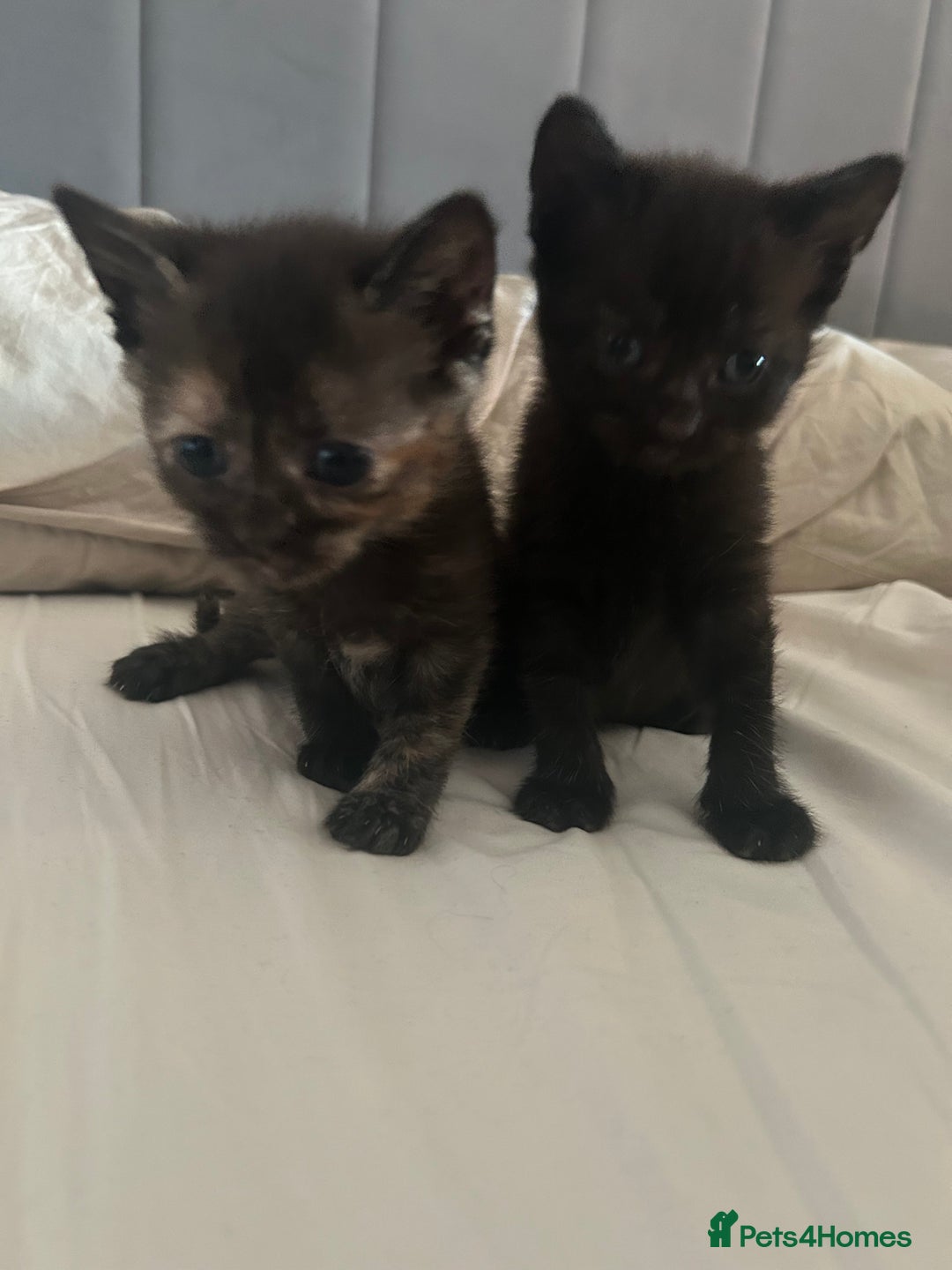 Mixed Breed cats for sale: 1 Ginger male and 1 black female remaining  - Image 6