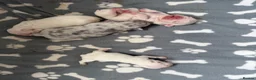 French Bulldog dogs for sale: French bulldog carrying fluffy - Advert 11