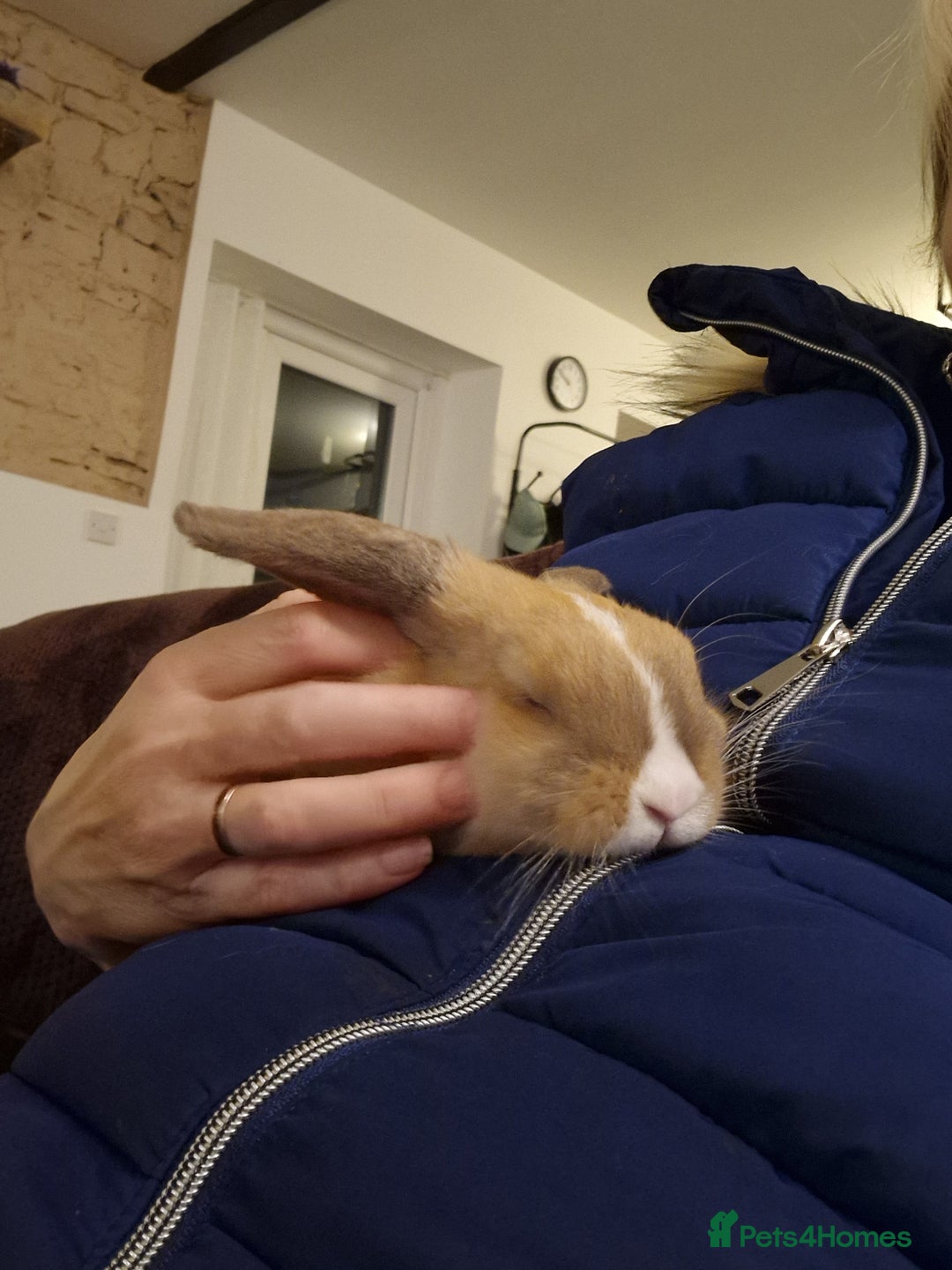 Mini Lop rabbits for sale: Gorgeous loving baby mini lop - Image 8