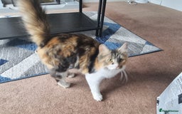 British Longhair cats for sale: Beautiful Fluffy kittens 3 Male 1 Female  - Image 15