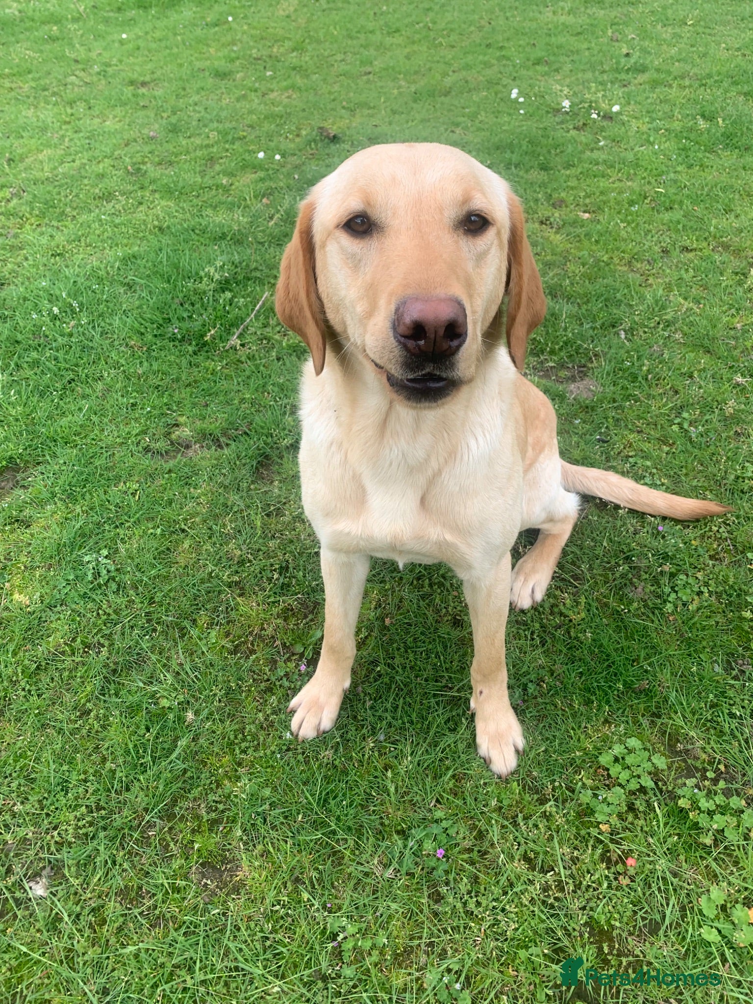 Labrador Retriever dogs Stunning Labrador Puppies  - Advert 2
