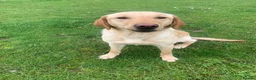 Labrador Retriever dogs for sale: Stunning Labrador Puppies  in Norwich - Advert 2
