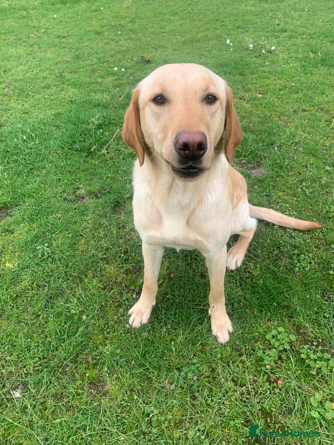 Labrador Retriever dogs for sale: Stunning Labrador Puppies  in Norwich - Advert 2