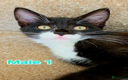 Mixed Breed cats for sale: 4 Maine Coon X Kittens Still Available!! - Image 14