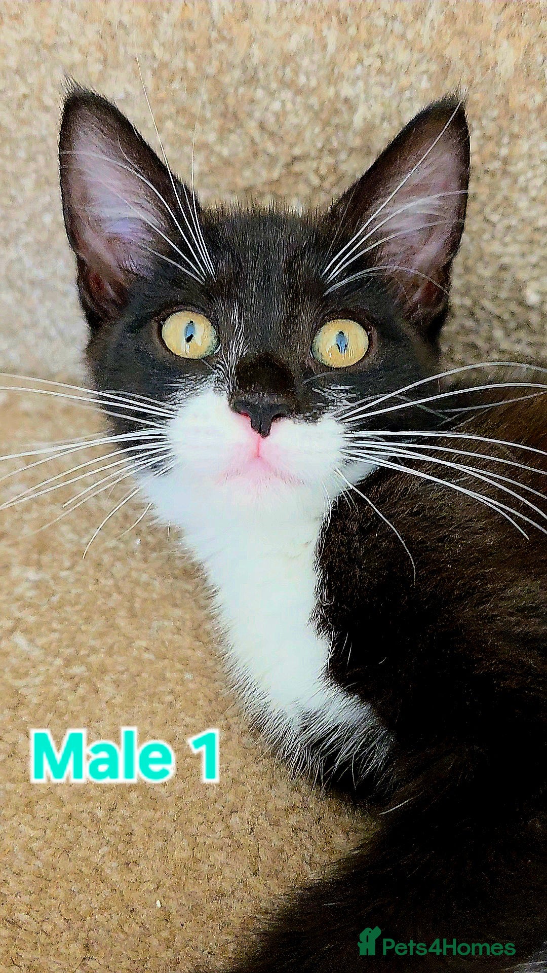 Mixed Breed cats for sale: 4 Maine Coon X Kittens Still Available!! - Image 14