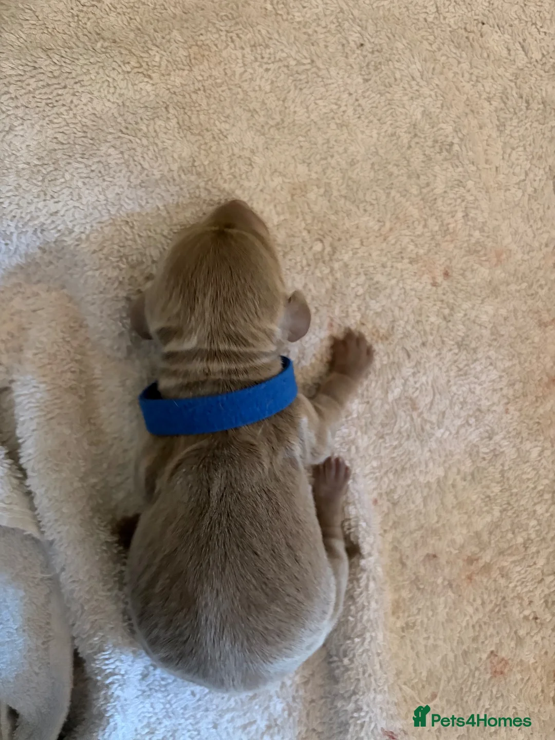 Dachshund dogs for sale: Mini dachshunds  - Advert 2