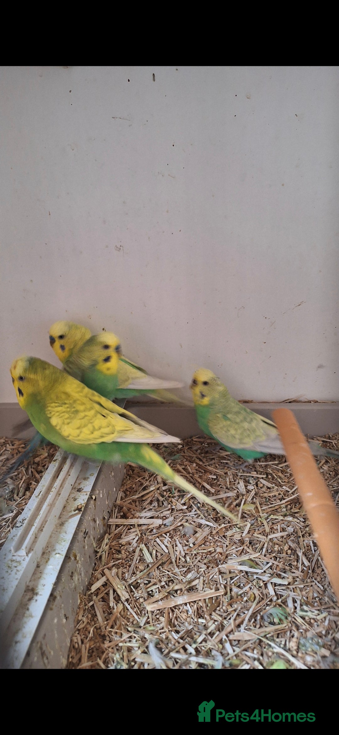 Budgerigars birds for sale: Baby Budgies £25, Male/Female £20/25Cockatiels £80 - Advert 11