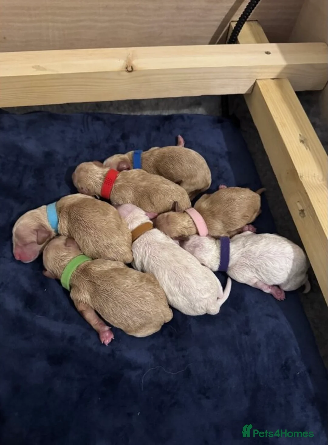 Mixed Breed dogs for sale: Goldendoodle x Cockapoo Puppies (Double Doodles) - Advert 10