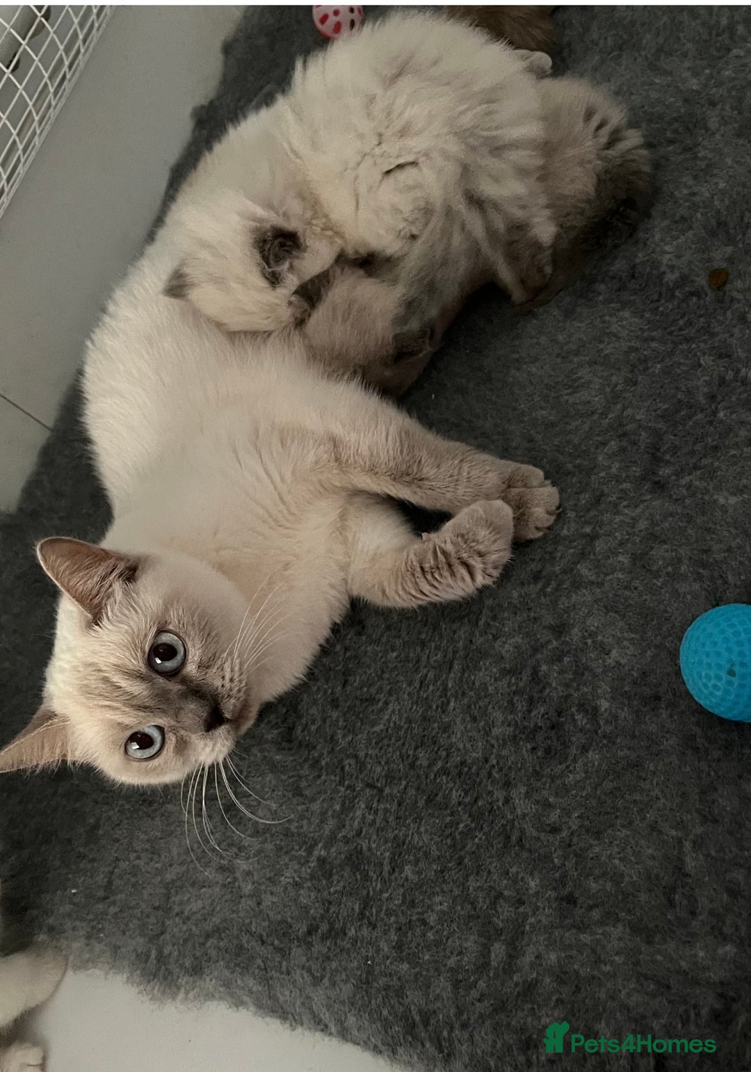 Exotic cats for sale: Stunning Exotic Kittens  - Advert 2