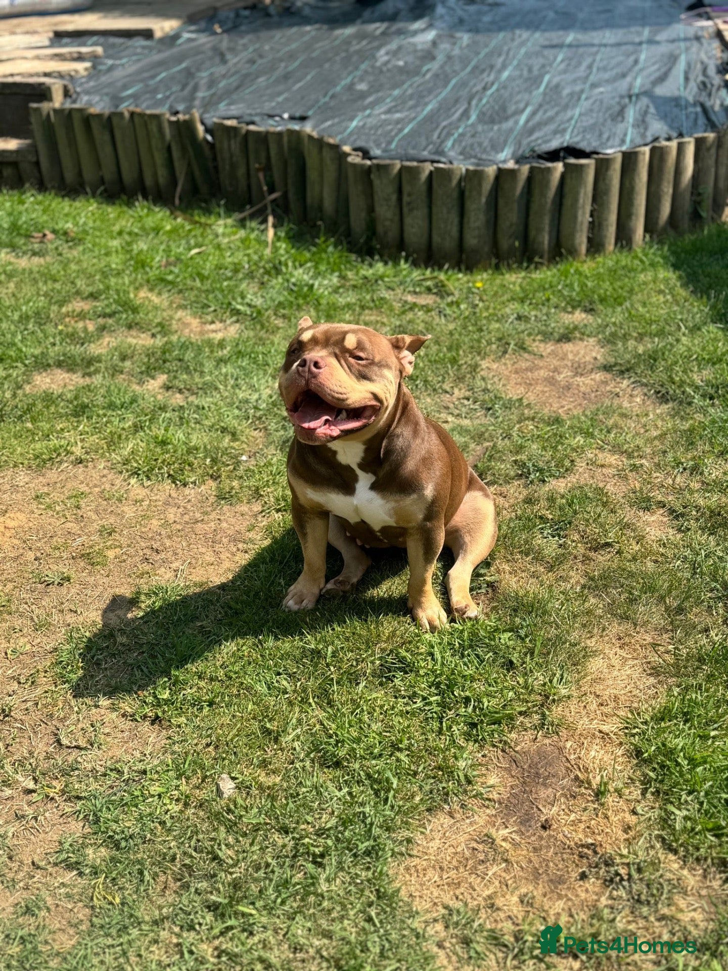 American Bully dogs Pocket bully female  - Advert 1