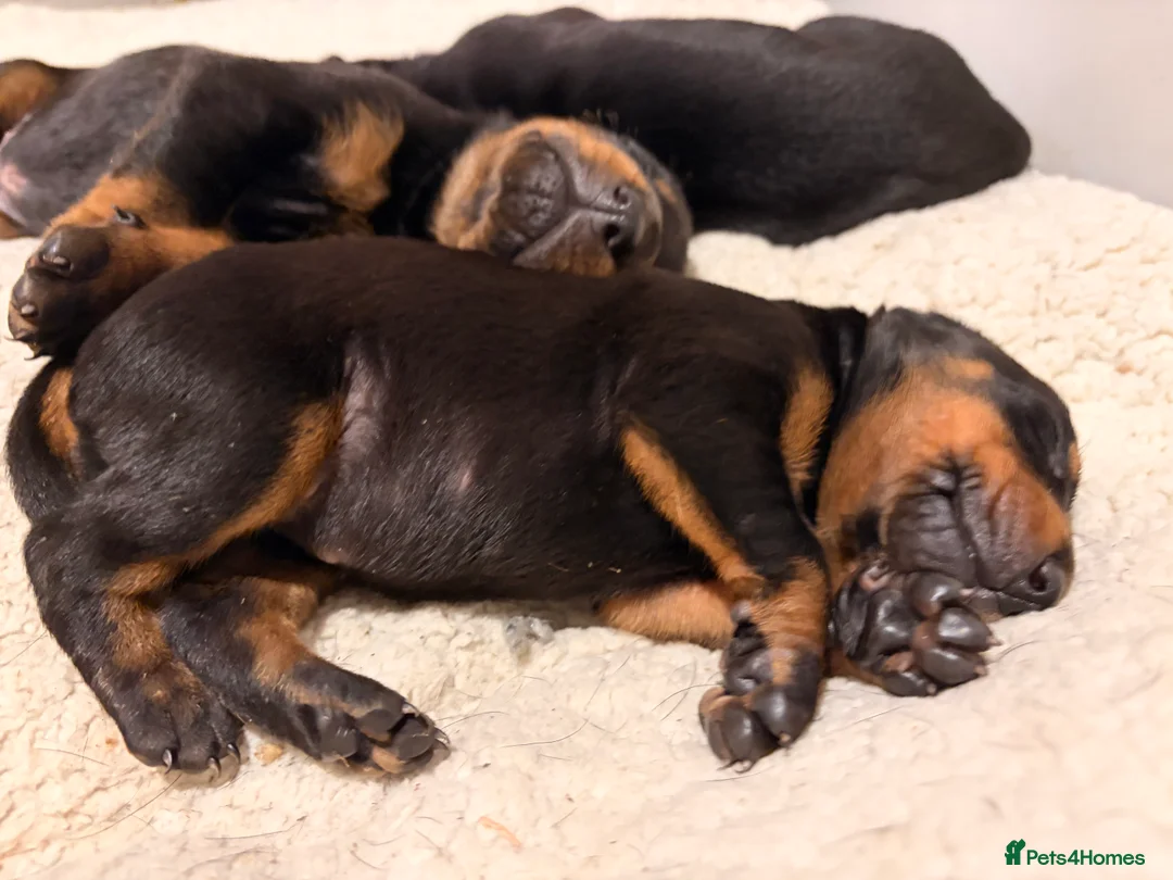 Dobermann dogs for sale: KC Dobermans  - Advert 2