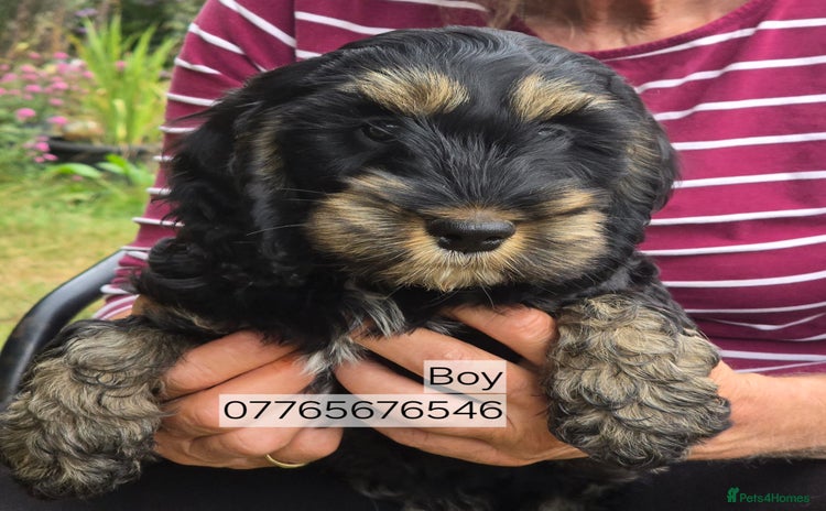 Cockapoo dogs - Advert 3