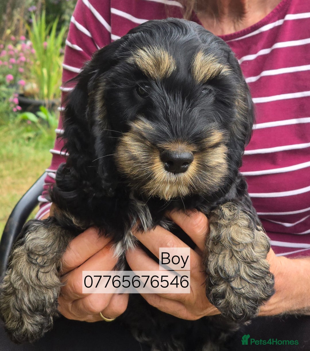Cockapoo dogs for sale: Show Cockapoo Puppies Homebred Domestic Licence - Image 1