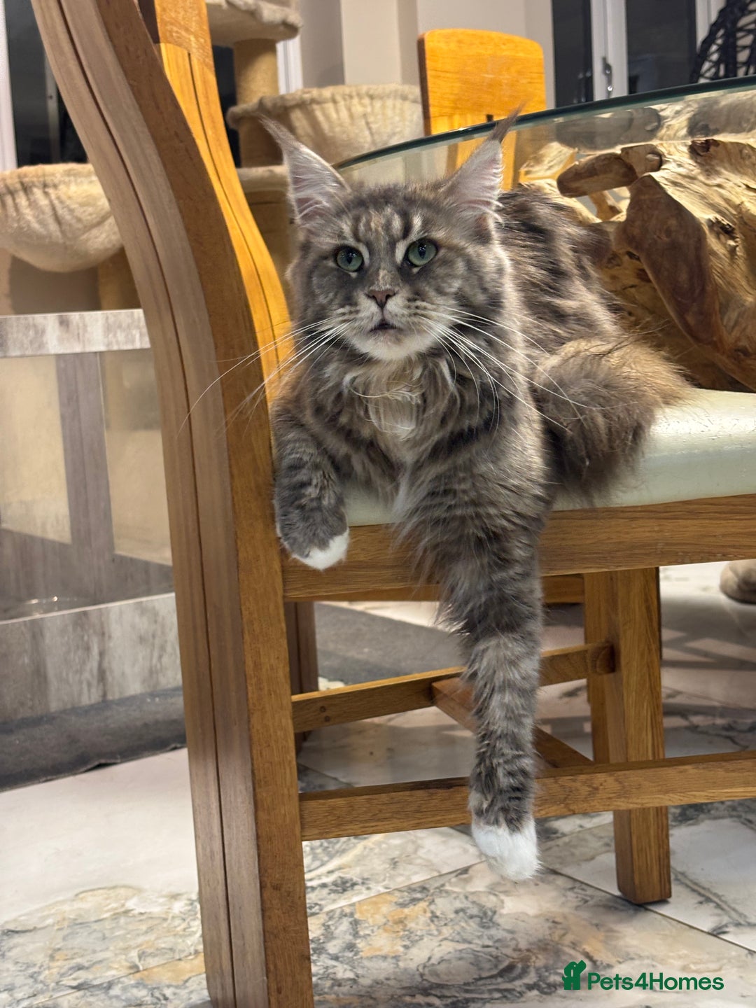 Maine Coon cats for sale: Attention Please ‼️ - Advert 3