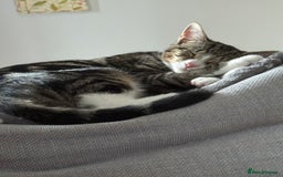 British Shorthair cats for sale: This is Harvey  - Image 4