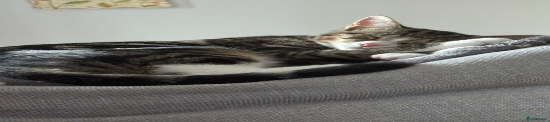 British Shorthair Kitten 1