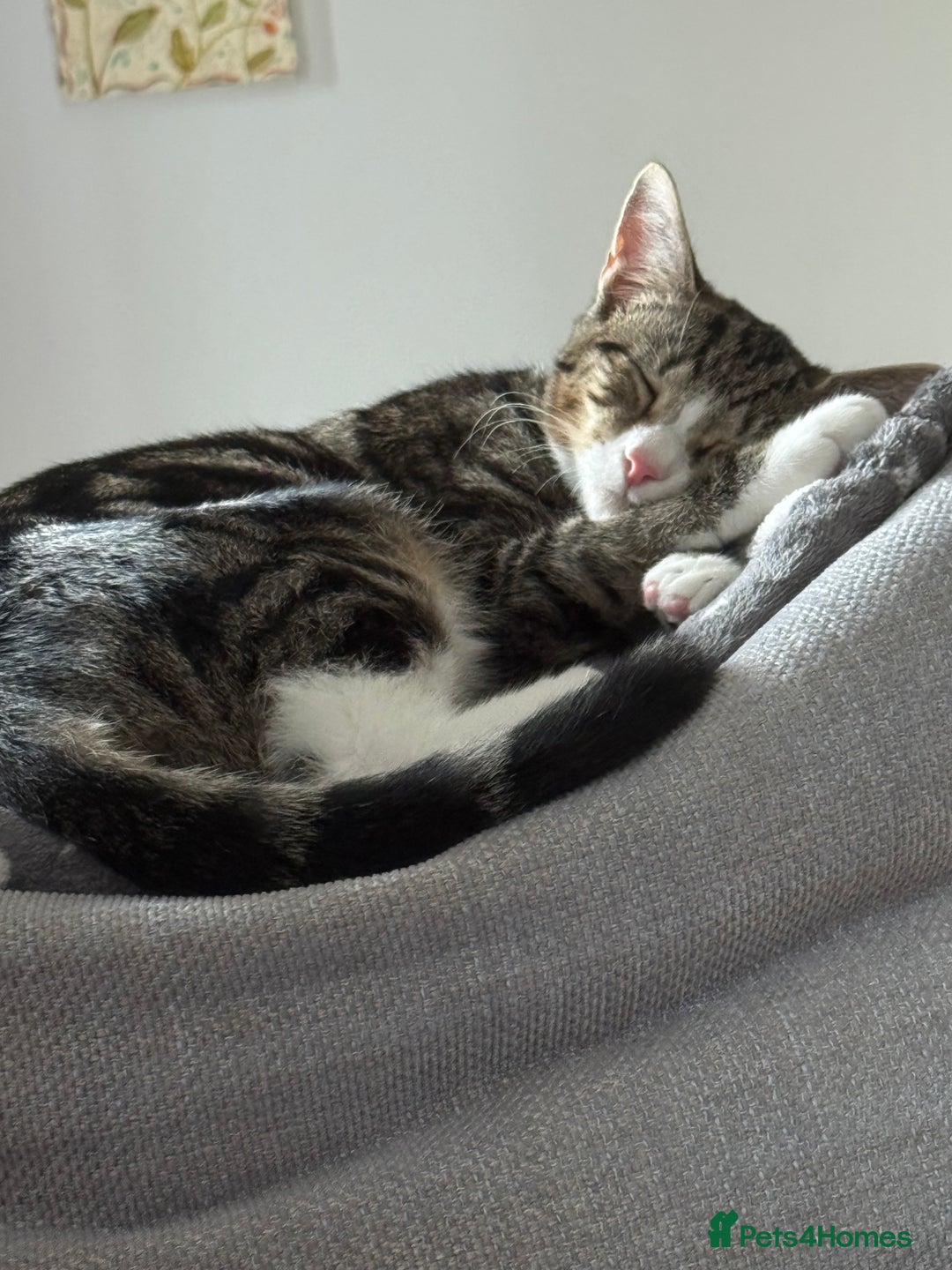 British Shorthair cats for sale: This is Harvey  - Image 4