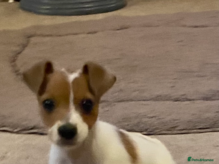 Jack Russell dogs READY NOW Beautiful jack Russell terrier puppies - Advert 7