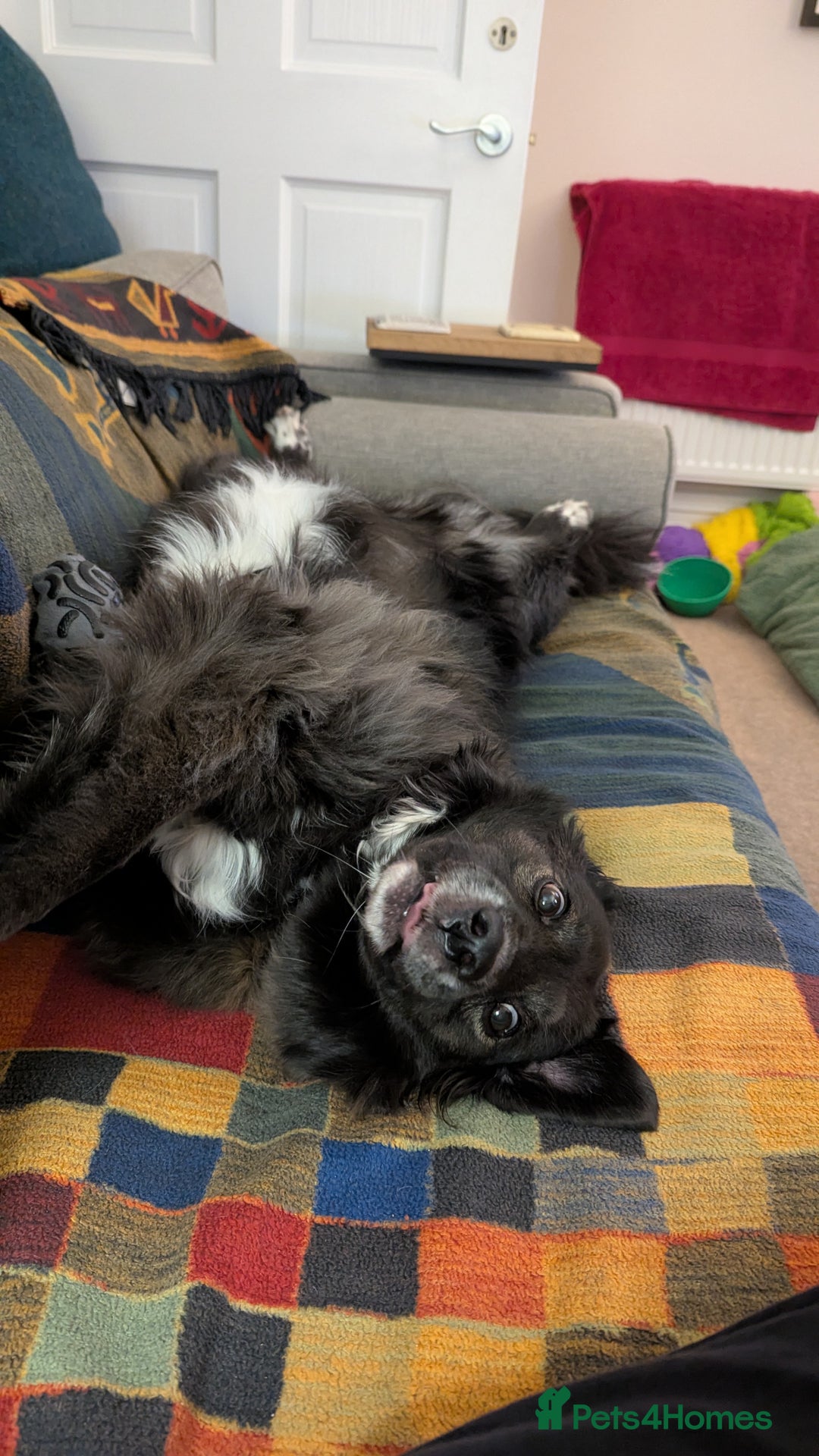 Mixed Breed dogs for adoption: Ruskin - 8 years old, Female, Mixed Breed - Advert 6