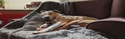 American Bull Staffy dogs for sale: Beautiful Male American Staff in Wigston - Advert 3
