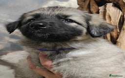 German Shepherd dogs for sale: Beautiful long coated  in Coalville - Image 21