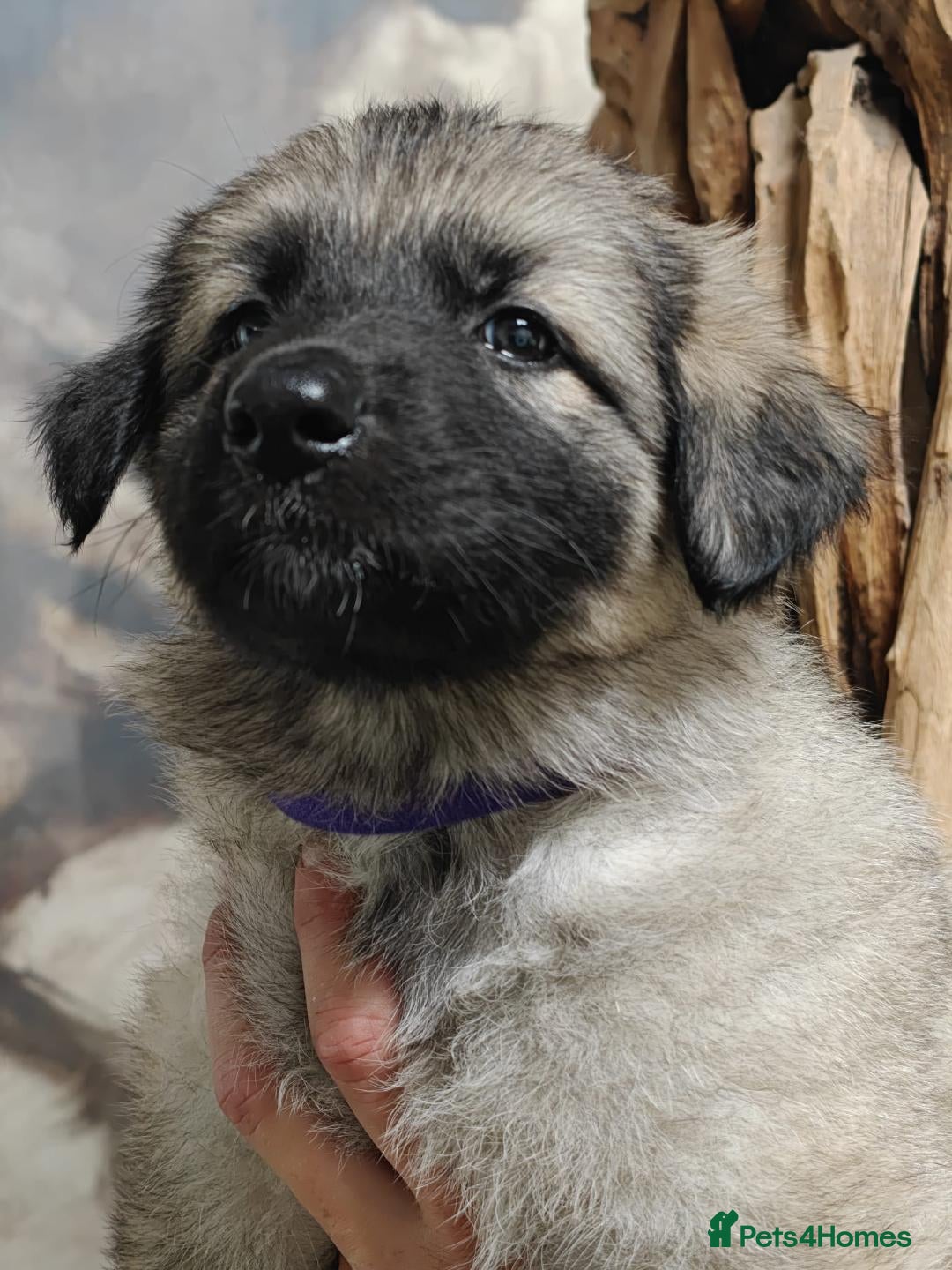 German Shepherd dogs for sale: Beautiful long coated  in Coalville - Image 21