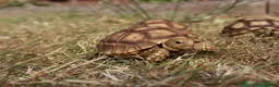 Tortoise reptiles for sale: BABY SULCATAS AND SET UPS - Advert 8