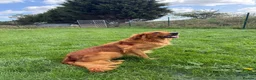Goldador dogs for sale: Fantastic red goldador puppies  - Advert 28