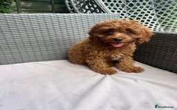 Cavapoo dogs for sale: Beautiful Cavapoo toy boy AVALIBLE! - Image 8