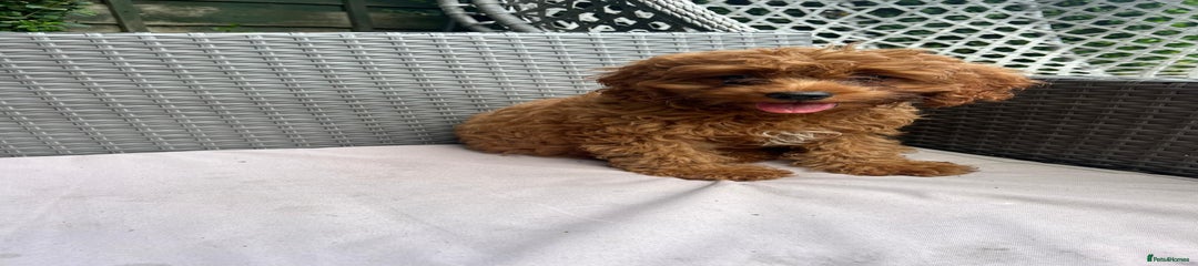 Cavapoo Puppy 2