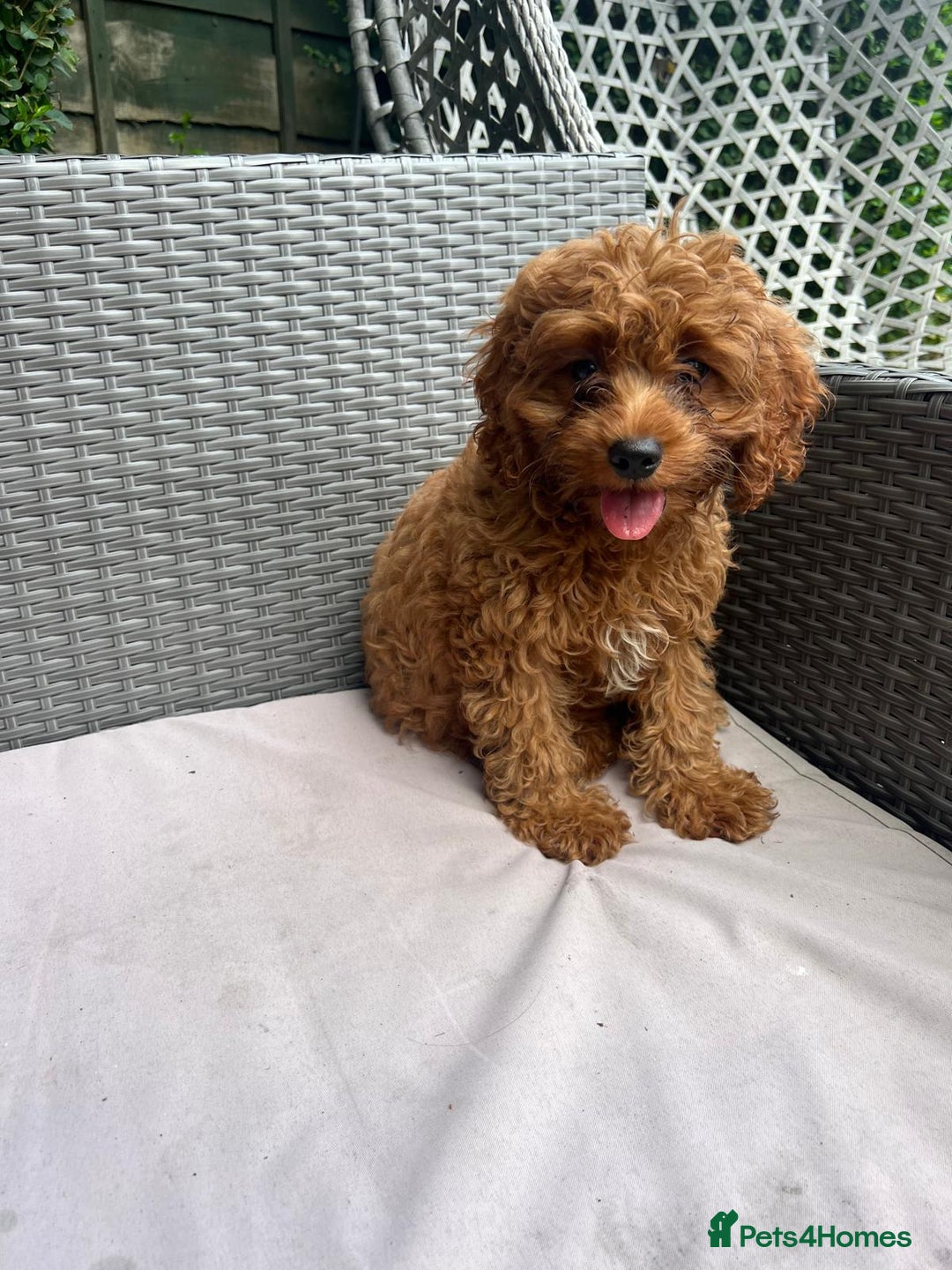 Cavapoo dogs for sale: Beautiful Cavapoo toy boy AVALIBLE! - Image 8