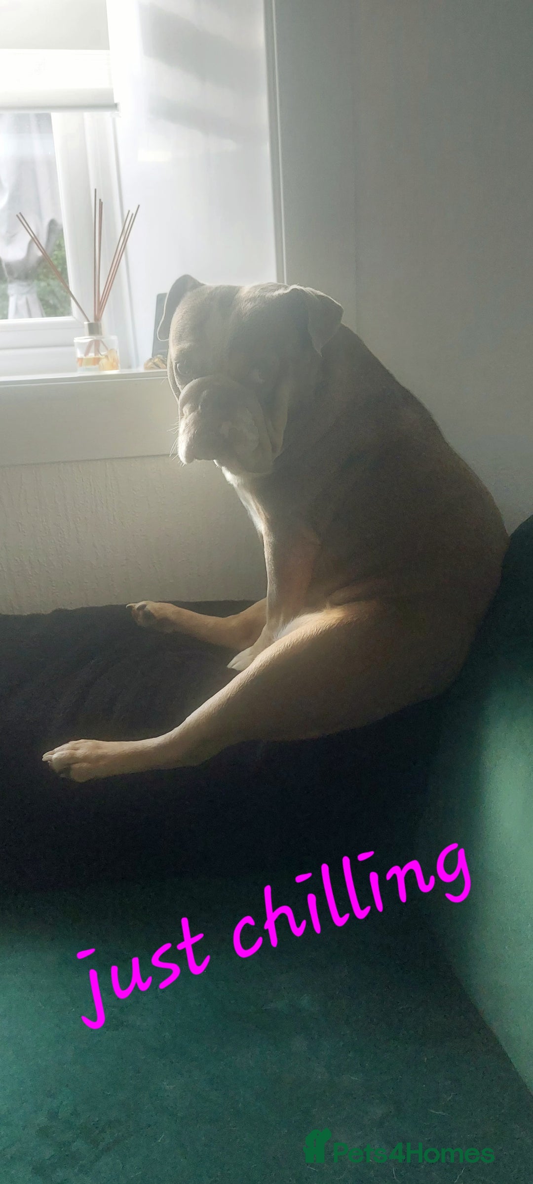 English Bulldog dogs for sale: English bulldog - Image 16