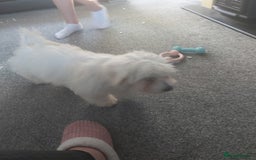 Mixed Breed dogs for sale: For sale  - Image 6