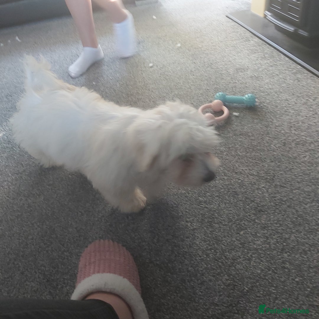 Mixed Breed dogs for sale: For sale  - Image 6
